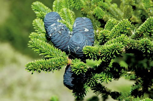 臺灣 繽紛生物多樣性的寶庫